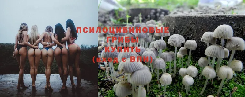 Галлюциногенные грибы MAGIC MUSHROOMS  Покров 